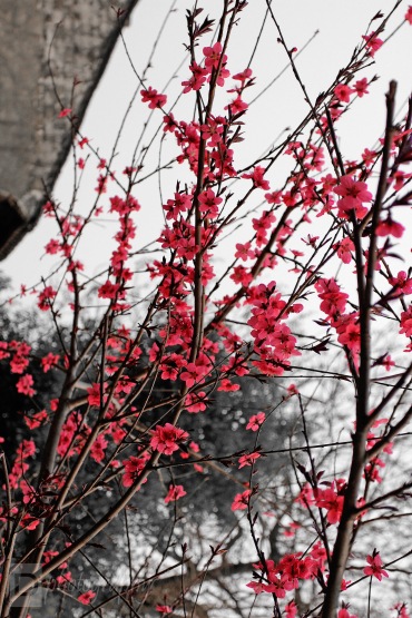Cherry Blossoms ~ Zhouzhang, China