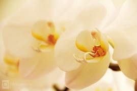 Mom's Orchid ~ Houston, Texas