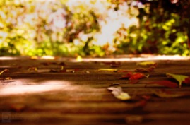 Fallen Leaf ~ Glen Oaks, California