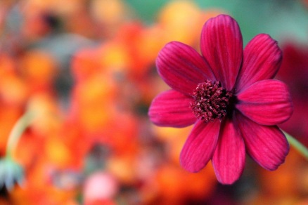 Fushia Flower ~ British Columbia, Canada